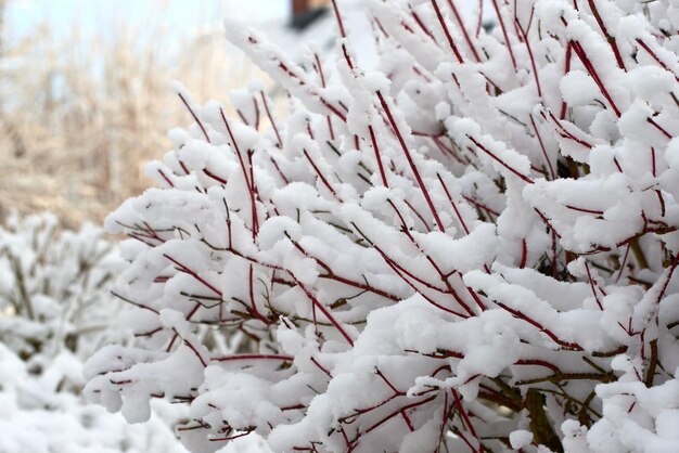 Nahaufnahme von Baumzweigen, die im Freien mit weißem Schnee bedeckt sind Eis auf nackten Zweigen im Wald bei frostigem Wetter in der kalten Wintersaison eingefroren Hintergrund der eisigen kühlen Textur von frischem Schneefall