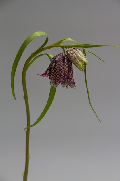 Nahaufnahme von Beautifil Purple Fritillaria meleagris Blumen