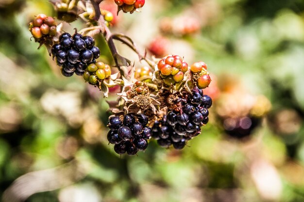 Foto nahaufnahme von beeren auf der pflanze