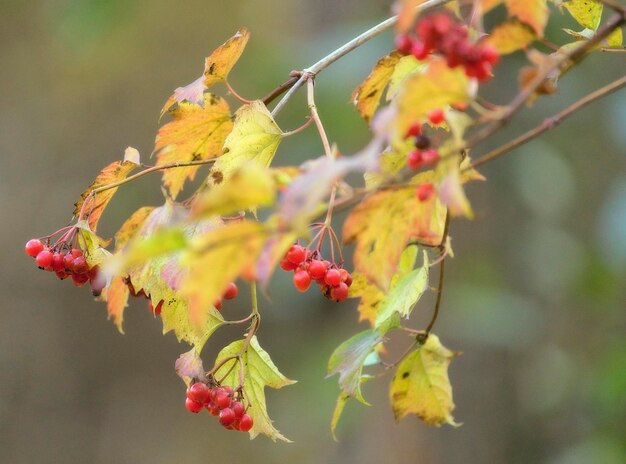 Foto nahaufnahme von beeren auf der pflanze