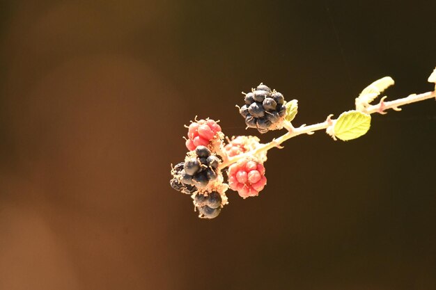 Foto nahaufnahme von beeren auf einem baum