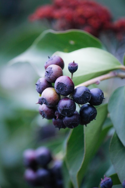 Nahaufnahme von Beeren auf einem Baum