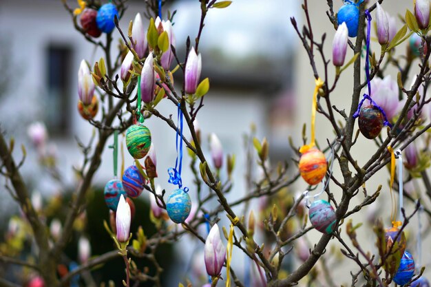 Nahaufnahme von Beeren auf einem Baum