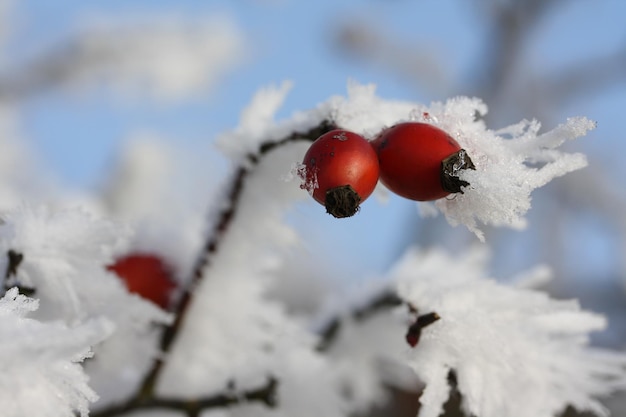 Foto nahaufnahme von beeren auf schnee