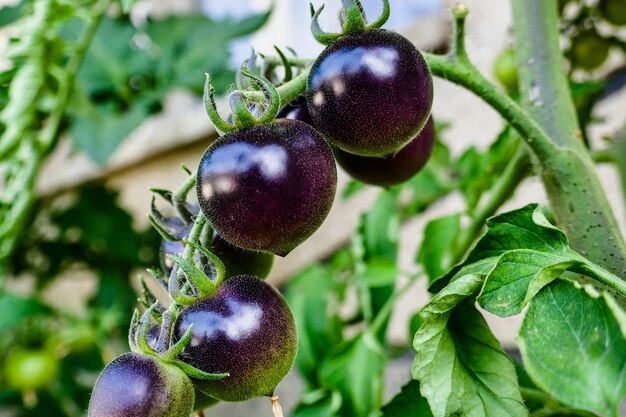 Nahaufnahme von Beeren, die auf der Pflanze wachsen