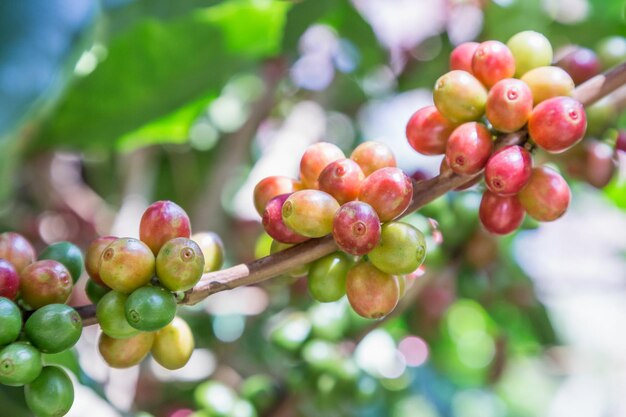 Nahaufnahme von Beeren, die auf der Pflanze wachsen