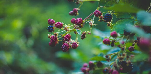 Nahaufnahme von Beeren, die auf der Pflanze wachsen