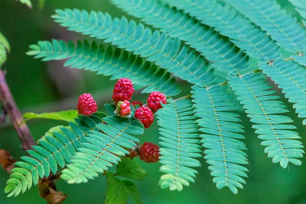 Foto nahaufnahme von beeren, die auf der pflanze wachsen