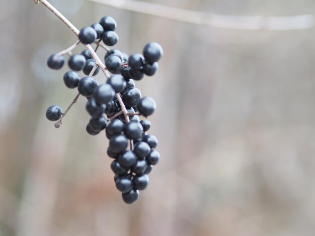 Nahaufnahme von Beeren, die auf der Pflanze wachsen