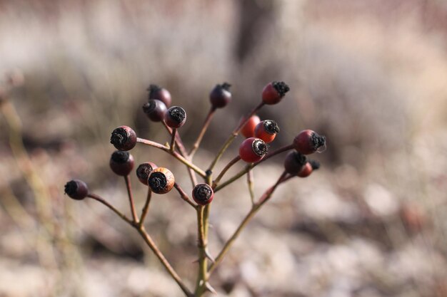 Nahaufnahme von Beeren, die auf der Pflanze wachsen