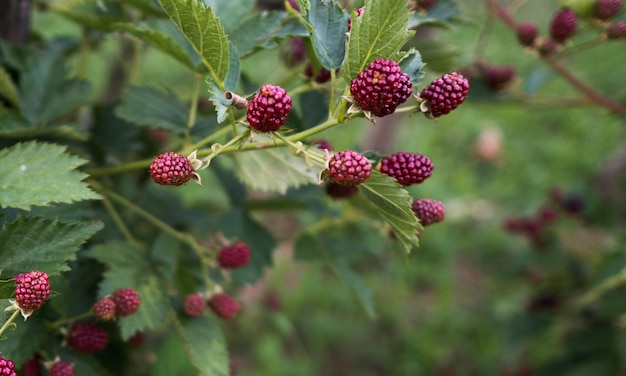 Foto nahaufnahme von beeren, die auf der pflanze wachsen