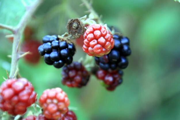 Nahaufnahme von Beeren, die auf der Pflanze wachsen