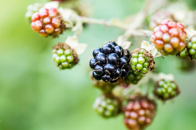 Foto nahaufnahme von beeren, die auf der pflanze wachsen