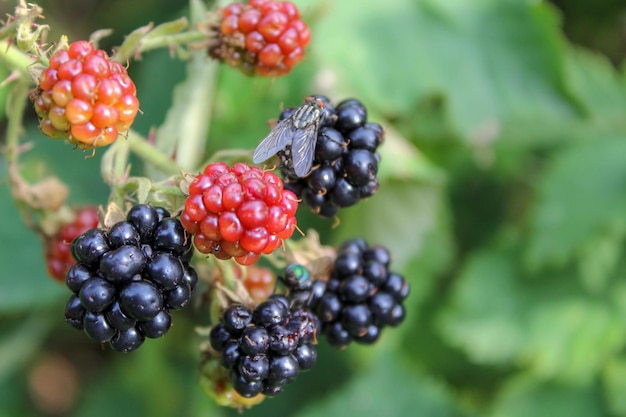 Nahaufnahme von Beeren, die auf der Pflanze wachsen