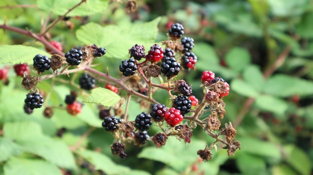 Foto nahaufnahme von beeren, die auf der pflanze wachsen