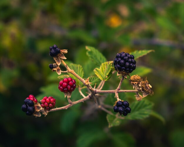 Nahaufnahme von Beeren, die auf einem Baum wachsen