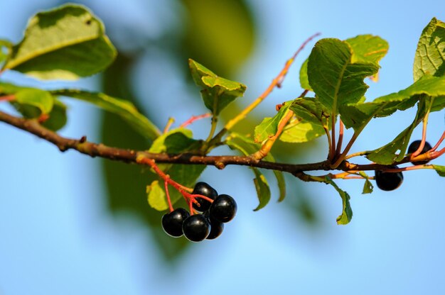 Foto nahaufnahme von beeren, die auf einem baum wachsen