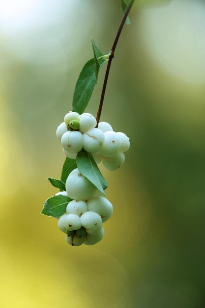 Foto nahaufnahme von beeren, die auf einem baum wachsen