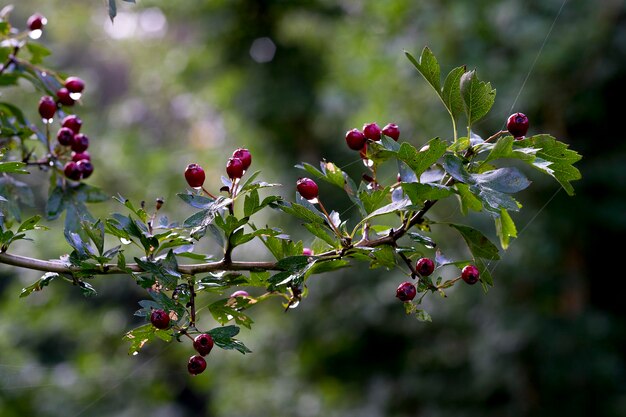 Foto nahaufnahme von beeren, die auf einem baum wachsen