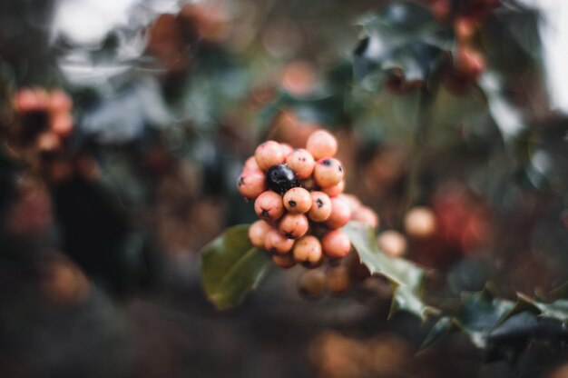 Foto nahaufnahme von beeren, die auf einem baum wachsen