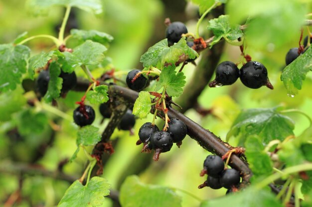 Foto nahaufnahme von beeren, die auf einem baum wachsen