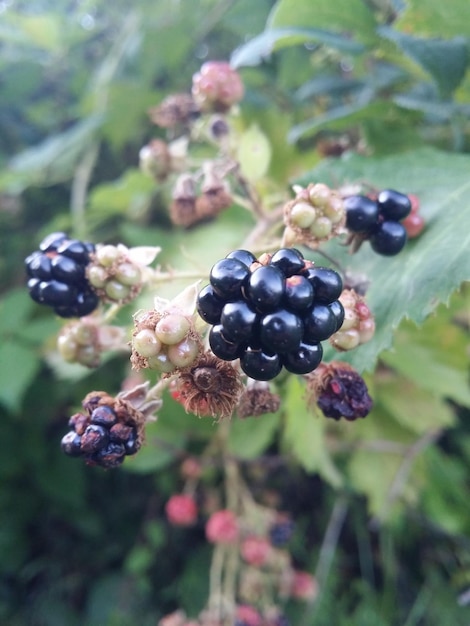 Foto nahaufnahme von beeren, die auf einem baum wachsen