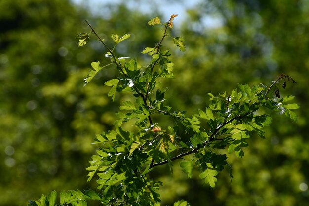 Nahaufnahme von Beeren, die auf einem Baum wachsen