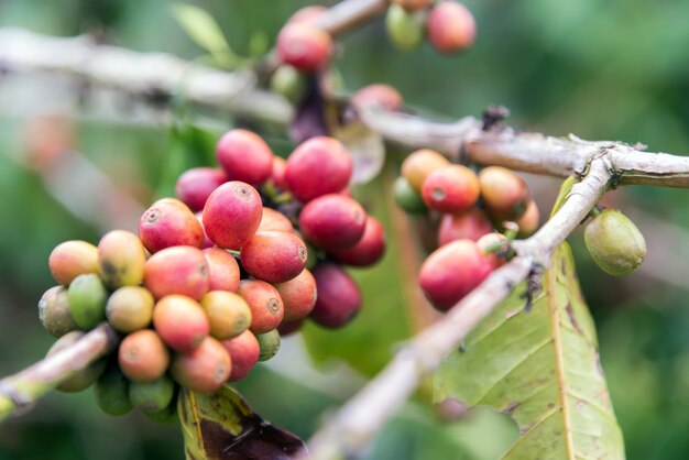 Nahaufnahme von Beeren, die auf einem Baum wachsen