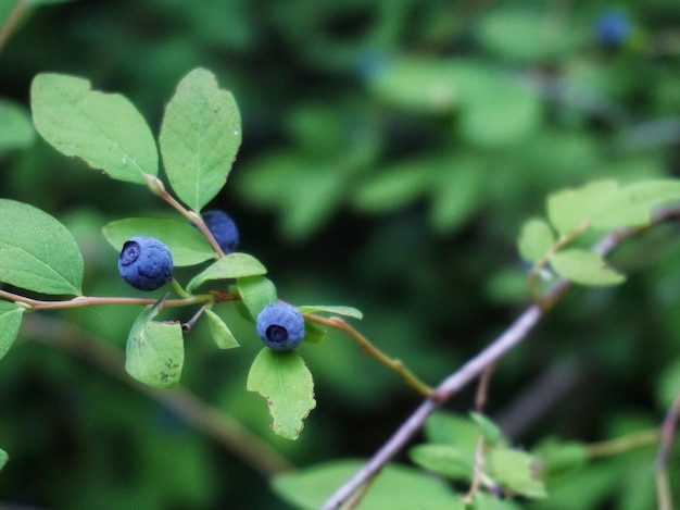 Nahaufnahme von Beeren, die auf einem Baum wachsen