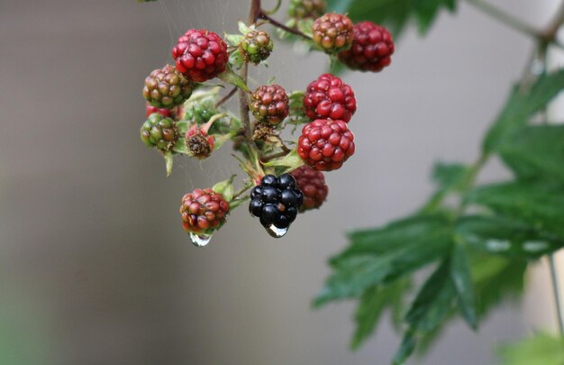 Foto nahaufnahme von beeren, die auf einem baum wachsen