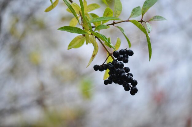 Foto nahaufnahme von beeren, die auf einem baum wachsen