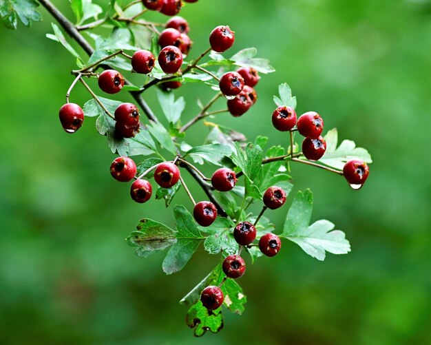 Foto nahaufnahme von beeren, die auf einem baum wachsen