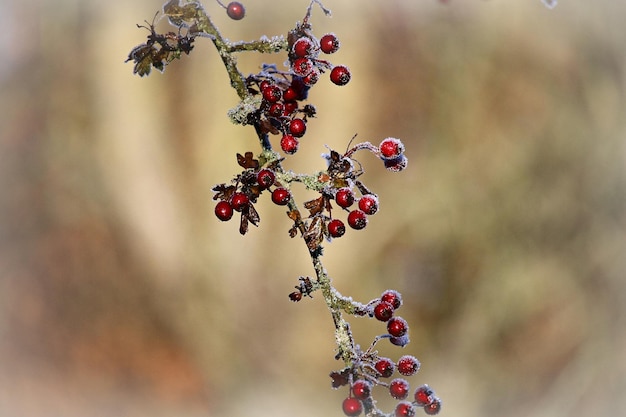 Foto nahaufnahme von beeren, die auf einem baum wachsen