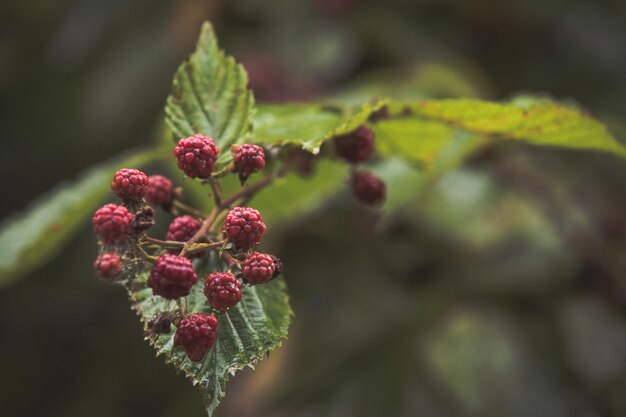 Foto nahaufnahme von beeren, die auf einem baum wachsen