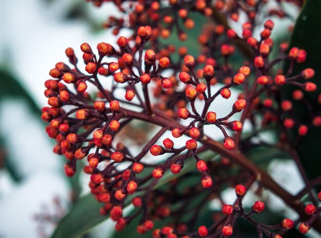 Nahaufnahme von Beeren, die auf einem Baum wachsen