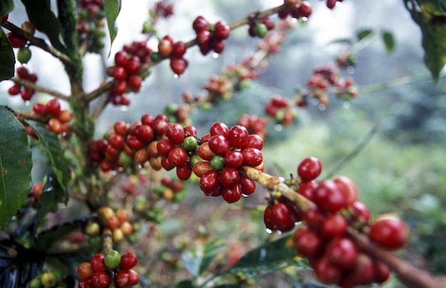Nahaufnahme von Beeren, die auf einer Pflanze auf dem Feld wachsen