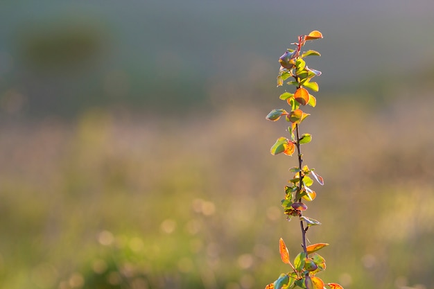 Nahaufnahme von beleuchtet durch Sommersonne lokalisierte Fruchtbirnen- oder -apfelbaumbrunch mit Spinnenfaden
