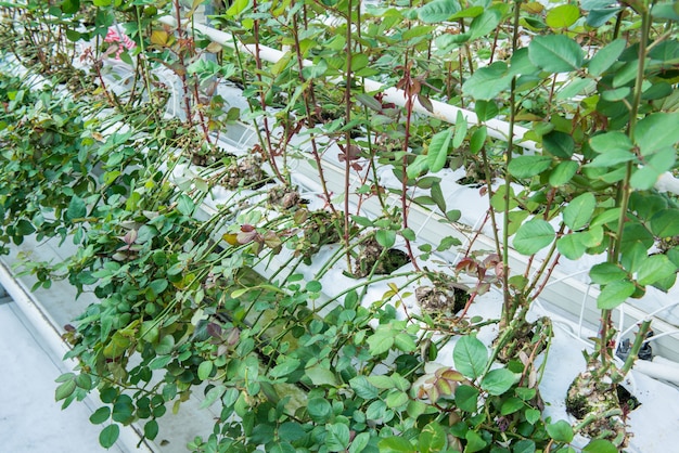 Nahaufnahme von Bewässerungsbetten im Gewächshaus. industrielles Gewächshaus für den Rosenanbau