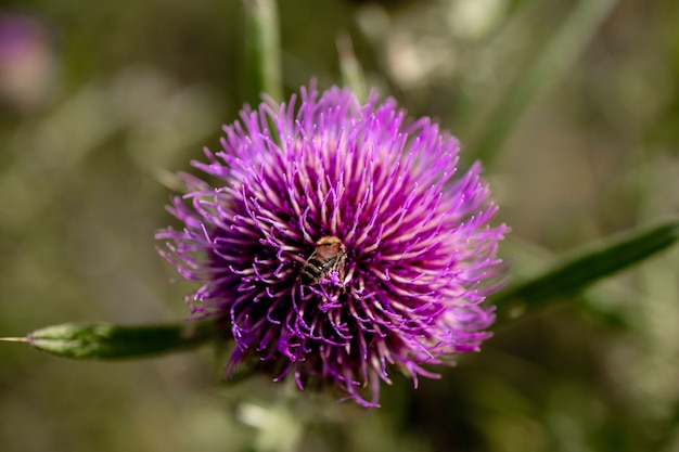 Nahaufnahme von Biene sammelt Honig aus Distel