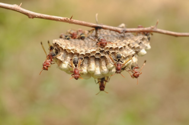 Nahaufnahme von Bienen auf Bienenwabe