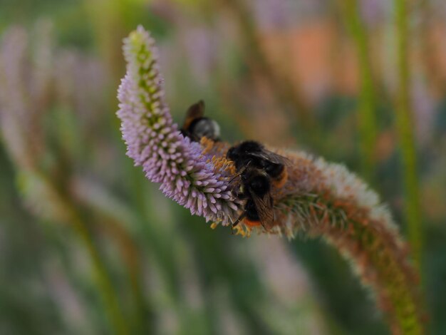 Foto nahaufnahme von bienen auf einer pflanze