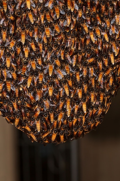 Nahaufnahme von Bienen auf Wabe im Bienenhaus