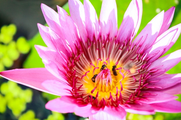 Nahaufnahme von Bienen bei der Bestäubung von rosa Lotus