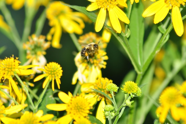 Foto nahaufnahme von bienen, die gelbe blüten bestäuben