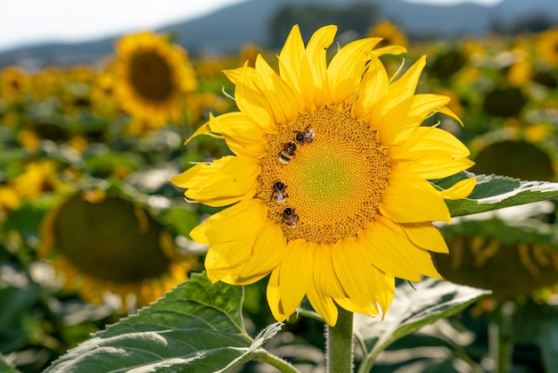 Nahaufnahme von Bienen, die Sonnenblumen bestäuben