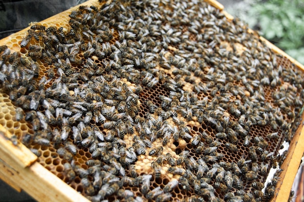 Nahaufnahme von Bienen im Bienenstock auf Waben Makrofoto von Arbeitsbienen auf Waben Imkerei