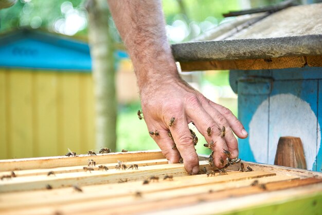 Nahaufnahme von Bienenstöcken im Bienenhaus