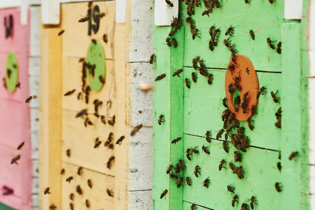 Nahaufnahme von Bienenstöcken voller Bienen. Konzeption der Imkerei.