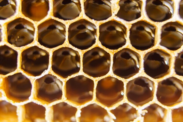 Nahaufnahme von Bienenwaben aus geometrischen sechseckigen Formen voller köstlicher Honig Imkerei Imkerei Bienenzucht