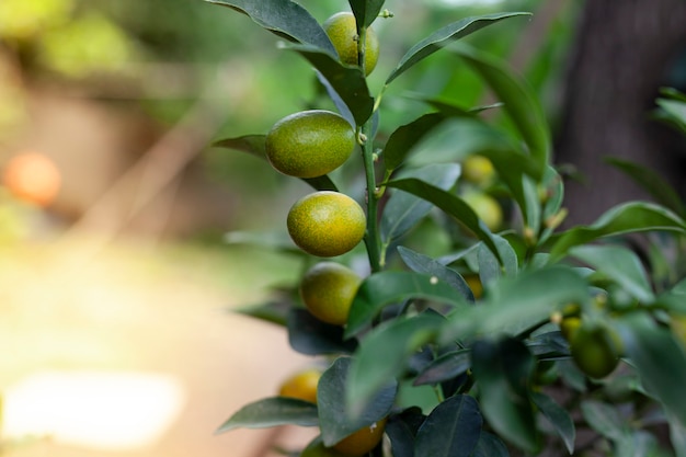 Nahaufnahme von Bio-Kumquat-Frucht am Baum